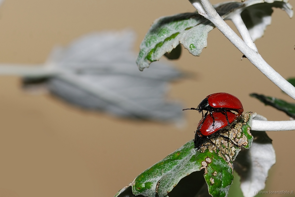 Melasoma populi (Crisomela del pioppo in accoppiamento) 2.jpg